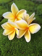 Yellow frangipani flower on green moss. 
This plant is widely planted in Indonesia as a garden decoration