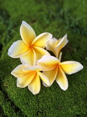 Yellow frangipani flower on green moss. 
This plant is widely planted in Indonesia as a garden...