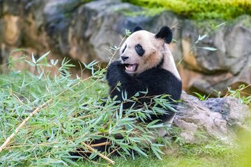 Naklejka premium A view of a young giant panda eating bamboo in the grass with rocks and greenery in the background
