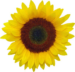 Fototapeta premium yellow flower bud vector10