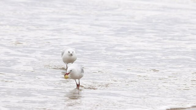 Red-billed Gulls Strolling Along Great Ocean Road Beach