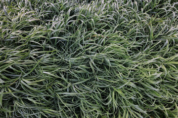 Spring green grass background, backdrop nature lawn