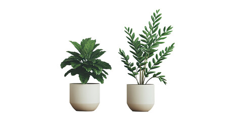 Obraz premium Two potted plants in white pots