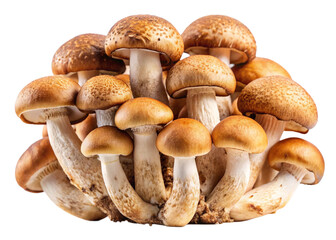 Fototapeta premium mushrooms isolated on white background