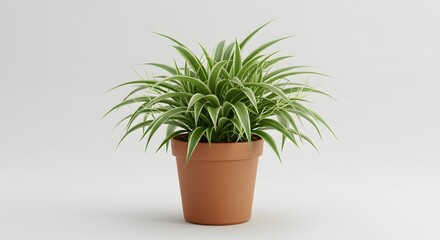 Fototapeta premium Spider Plant in Terracotta Pot plain white background Fast-growing spider plant in terracotta pot, excellent air purifier. Arching green and white leaves.