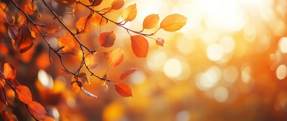 Beautiful autumn leaves illuminated by sunlight in a serene forest during the golden hour