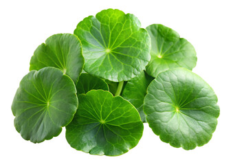 Centella asiatica isolated on white background