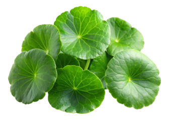 Centella asiatica isolated on white background