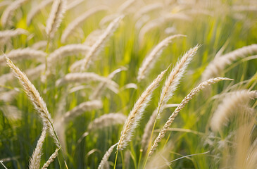 green grass in the wind