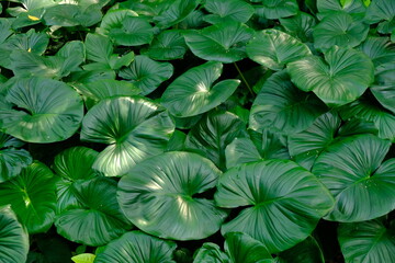 Homalomena rubescens is a herbaceous plant that can reach 80 cm in height. Green leaves of tropical plants.