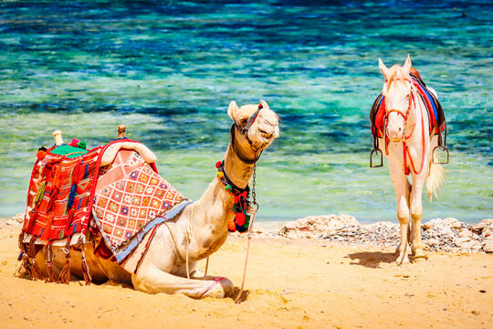 Fototapeta Piękny wielbłąd wygrzewający się w promieniach letniego słońca na plaży Aegis w Marsa Alam nad urokliwym Morzem Czerwonym.