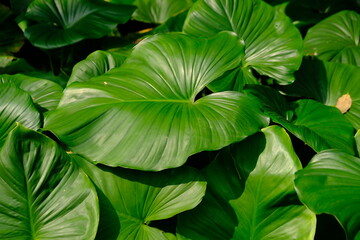 premium green leaves background. leaves in rain forest.