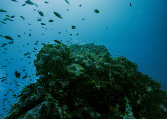 SCUBA DIVE THAILANDIA ISLAND KOH TAO KOH ROCK BEACH SNORKEL FLAG LONG BOAT