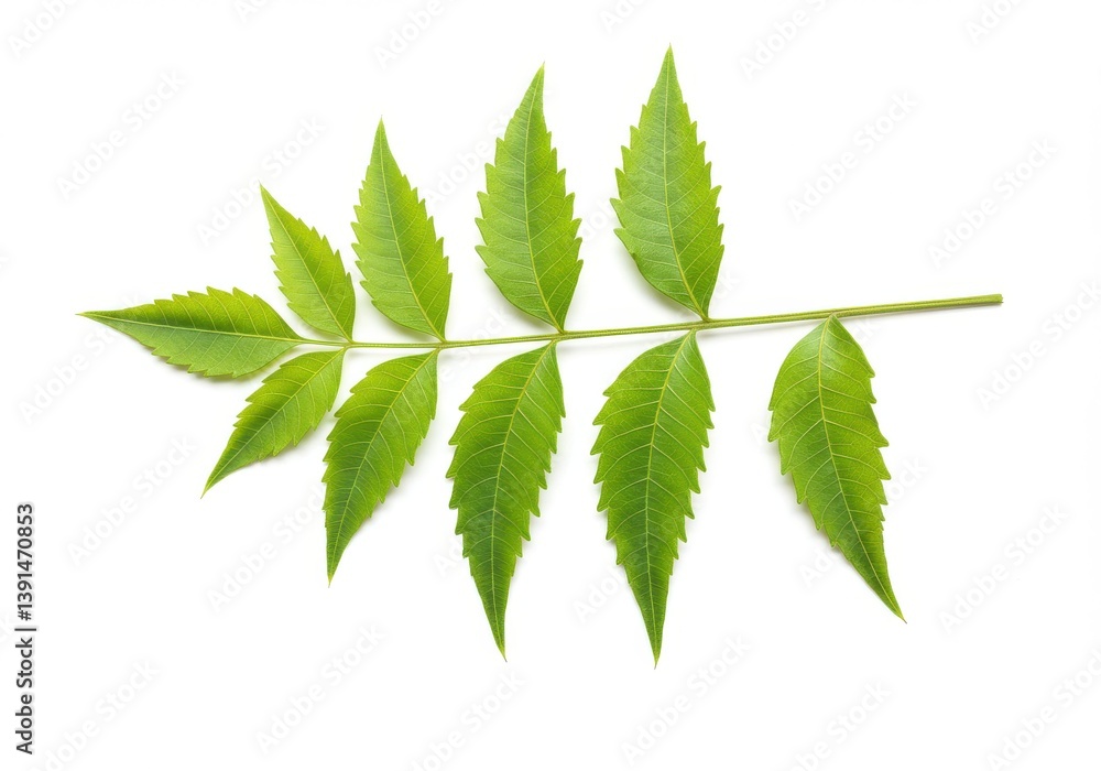 Poster a single branch of green leaves with a white background in a close up studio shot image view style