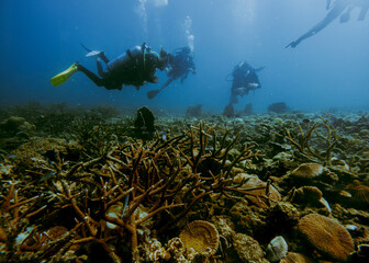 SCUBA DIVE THAILANDIA ISLAND KOH TAO KOH ROCK BEACH SNORKEL FLAG LONG BOAT © Juan