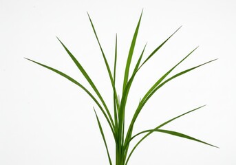 Fototapeta premium A close up of a vibrant green bunch of grass against a stark white studio background image capture