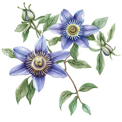 Passion Flower branch, watercolor illustration, isolated on a white background.

