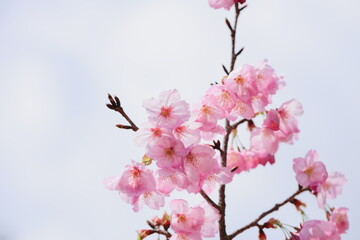 ピンクの陽光桜のクローズアップ　空背景
