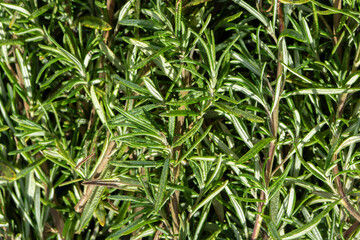 Bunch of freshly cut Rosemary herb branches and leaves background. Grow your own concept