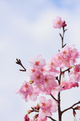 ピンクの陽光桜のクローズアップ　空背景