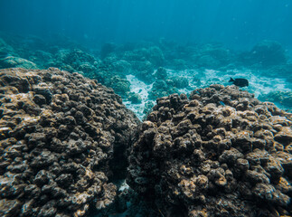 SCUBA DIVE THAILANDIA ISLAND KOH TAO KOH ROCK BEACH SNORKEL FLAG LONG BOAT