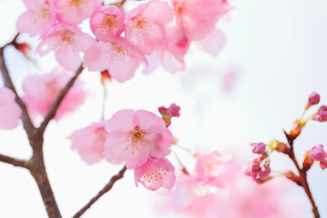 ピンクの陽光桜のクローズアップ　空背景