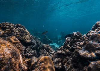 SCUBA DIVE SNORKEL THAILANDIA