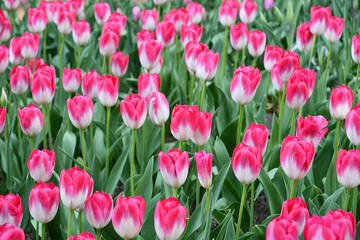 チューリップ「桃太郎」	