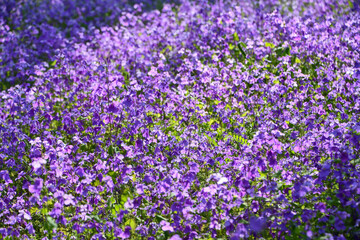 Obraz premium オオアラセイトウ（ショカツサイ）の花畑