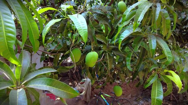 Pull-back shot of the Alphonso mangoes growing on a trees in the backyard garden on a sunny day
