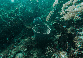 Fototapeta premium SCUBA DIVE THAILANDIA