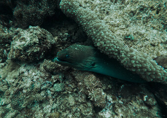 SCUBA DIVE THAILANDIA