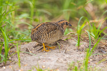 Blue-breasted Quail (female), a small bird looking for food on the ground.
