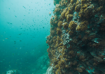 SCUBA DIVE THAILANDIA