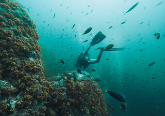 Fototapeta premium SCUBA DIVE THAILANDIA