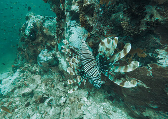 SCUBA DIVE THAILANDIA