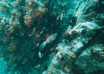 SCUBA DIVE THAILANDIA