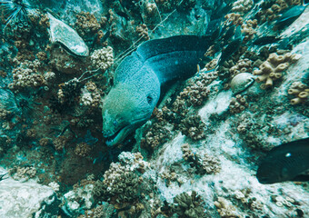 SCUBA DIVE THAILANDIA