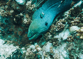 SCUBA DIVE THAILANDIA