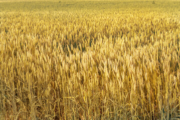 a field of ripe yellow wheat against a blue sky. Selective focus