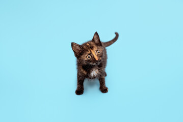 A cute fluffy kitten is playing and looking up at a blue background. Selective focus.