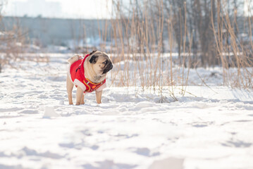 A pug dog on a winter walk in the snow. Selective focus.