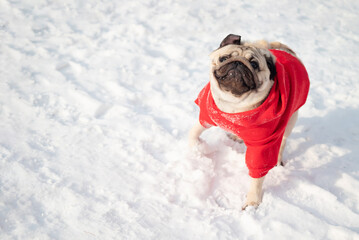 Cute funny pug plays on the white snow while walking in winter. Selective focus