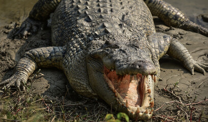 crocodile, open jaw crocodile, close up crocodile, salt water crocodile