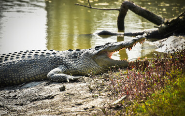Salt water crocodile, open mouth crocodile 