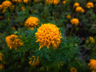 Close-up of a yellow marigold flower in soft natural light, captured from above. Fresh, vibrant atmosphere with sharp focus on the main bloom.