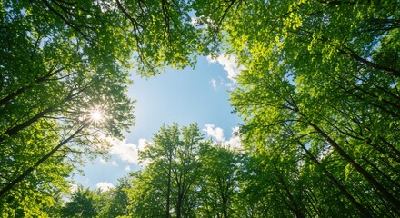 Fototapeta premium Sunlight filters through lush green canopy. AI Generated