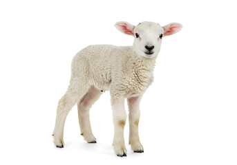 Fototapeta premium A small lamb standing on a white background looking at the camera