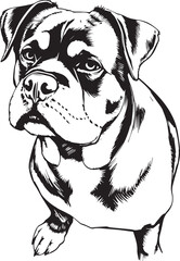 Rottweiler dog. Hand drawn vector illustration