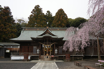Fototapeta premium 吉田神社 しだれ桜